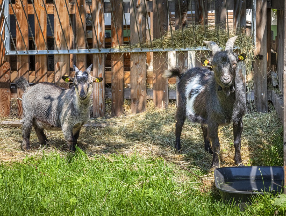 Ziegen zum Streicheln am Bio-Bauernhof Moahof in &Ouml;sterreich.