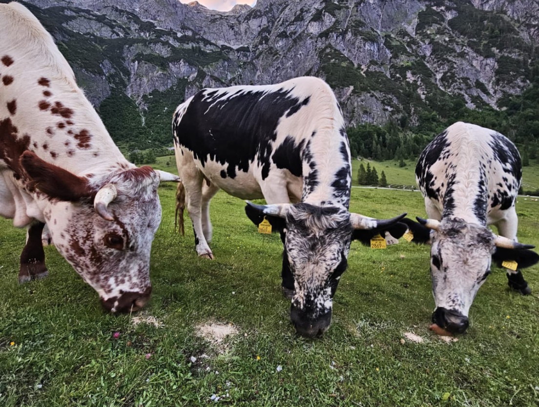 K&uuml;he am Weiden in den Bergen in Werfenweng