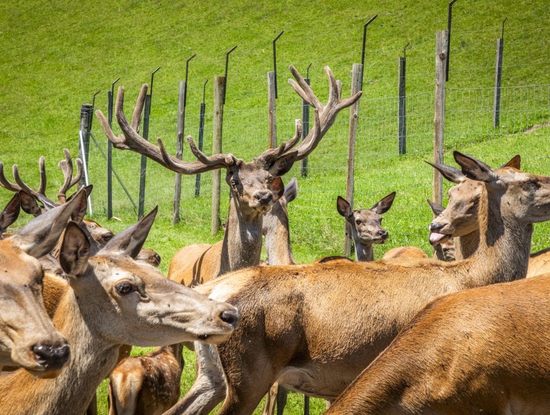Hirschrudel auf einer gr&uuml;nen Wiese in der alpinen Landschaft