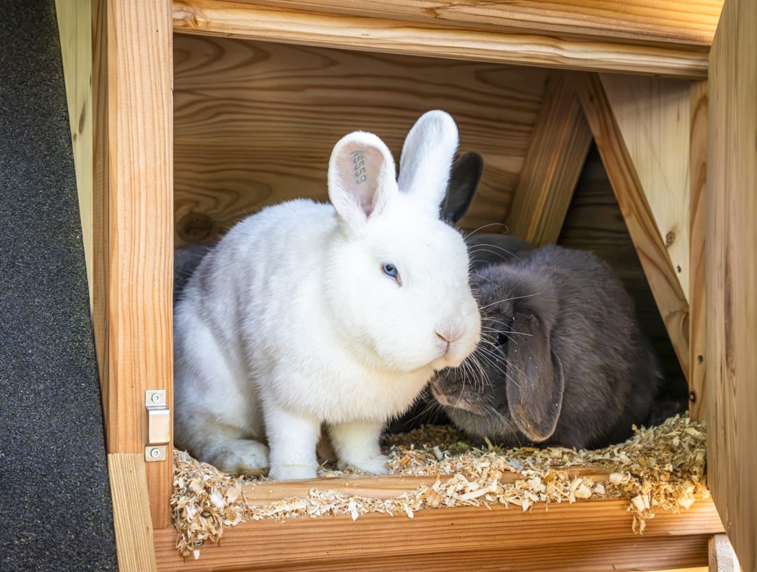 Kaninchen im Stall vom Bio-Bauernhof