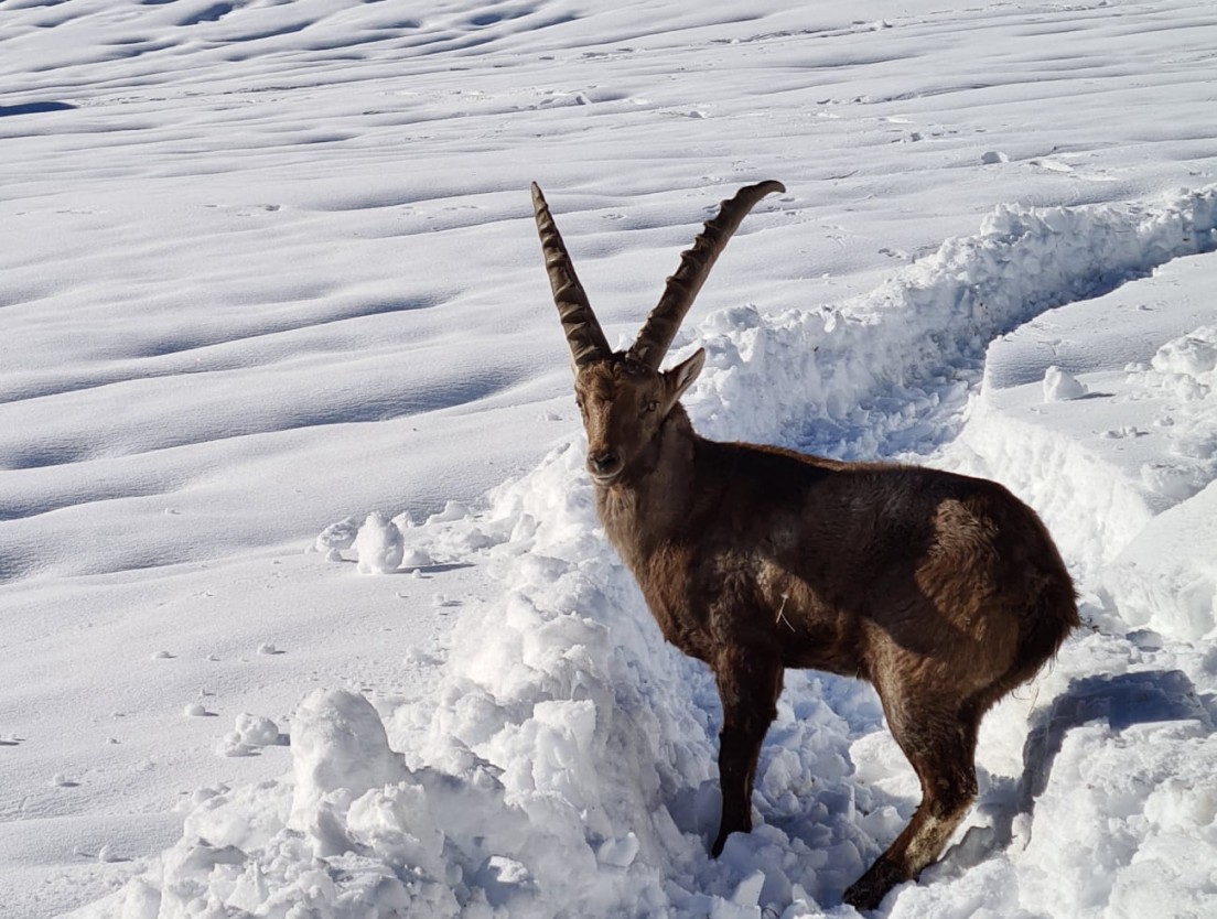 G&auml;mse im Schnee in der alpinen Berglandschaft